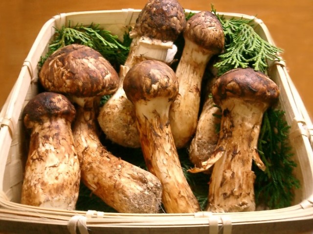 Most expensive food: Matsutake Mushrooms