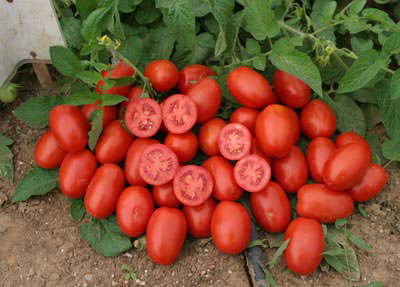 tomatinia