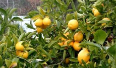 Λεμόνι, το θεϊκό φρούτο
