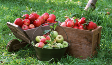 9 λόγοι για να τρώμε μήλα, αυτά τα υπέροχα φρούτα εποχής
